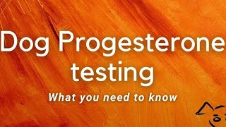 Progesterone testing your dog what you need to know progesterone howto information [upl. by Nnylyram]