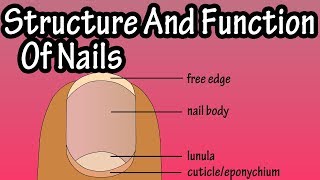 Structure Of Nails  Function Of Nails  Anatomy Of Nails  Why Do We Have Nails [upl. by Demb208]