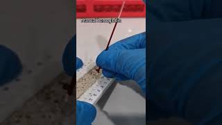 manual hemoglobin using capillary tube [upl. by Itsyrc]