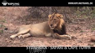 Sydafrika safari amp Cape Town [upl. by Omarr]