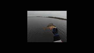 Perch fishing 🎣 fishing fish shorts рыбалка perch [upl. by Eimaral]