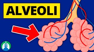 Alveoli Medical Definition  Quick Explainer Video [upl. by Tunk450]