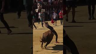 😱😱😱 bull 🐂 bull toro animals attack sports video yt [upl. by Nosnirb922]