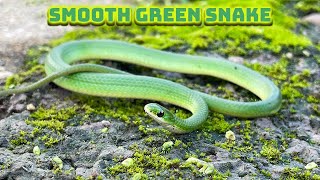 Smooth green snakes Fox snakes Garter snakes grass prairies bikes and more [upl. by Octavus]