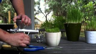 Wheat Grass Juice  How to juice wheatgrass in a manual wheat grass juicer [upl. by Venice481]