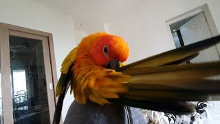 A Sun Conure Parrot Bird Preening himself ASMR [upl. by Oletta]