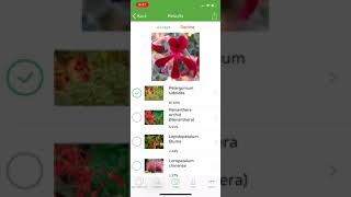 PlantSnap identifies a South African geranium Pelargonium sidoides [upl. by Warthman494]