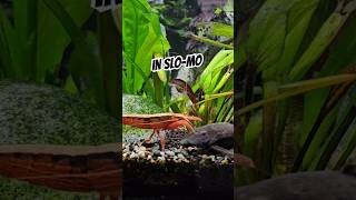 Pleco powers through Shrimp  in slomo 👀🦐 fish nature fishtank [upl. by Zsazsa]