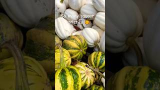 Squash varieties 🎃 harvest squash plant autumn garden [upl. by Anilag]