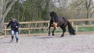 Friesian Horse Apollo and Pooh Bear 🐴🥰 [upl. by Kimbra298]