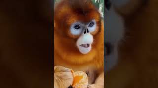 Golden SnubNosed Monkey [upl. by Marje]