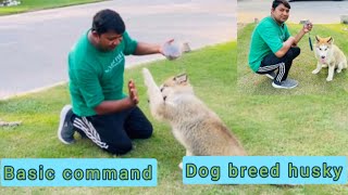 basic commands for you dog [upl. by Marcelo]