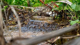 🌴 1 HORA Sonido AGUA CORRIENDO para Relajarse Meditar Estudiar Trabajar y Dormir [upl. by Adnir]