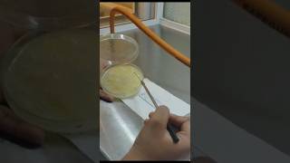 Gram staining method 🔬Microbesunivers useful for beginners [upl. by Enirok587]