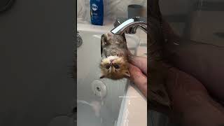 How To Bath A Persian Kitten 🛀 [upl. by Anaeerb272]