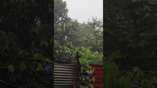 Rain on tree rain for sleep nice💋😍Ka3 rains viral shortsvideo rain youtubeshorts rainvideo [upl. by Anitaf]