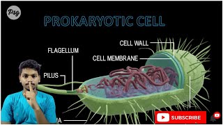 Prokaryotic cell  Cell the unit of life L1 [upl. by Lehcear940]