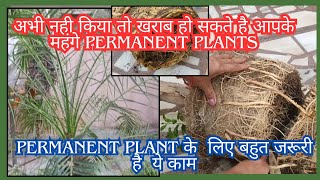 Root bound Plant को same Pot में repot कैसे करें root pruning of permanent Plant [upl. by Anitsihc]