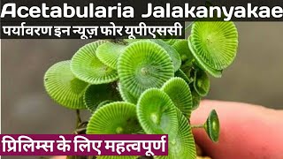 Acetabularia Jalakanyakae Species in News for UPSCState PCS Prelims exams  Algae  UPSC [upl. by Lempres986]