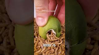 Mealworms vs Lime [upl. by Htebasile396]