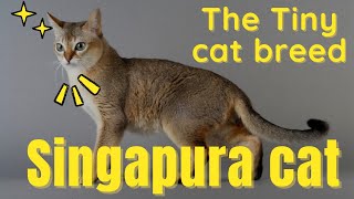 Singapura cat the tiny domestic cat breed [upl. by Ylil]