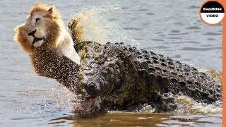 Crocodile Strikes And Kills a Lion in Front of His Brother [upl. by Nerhe952]