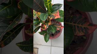 🌿Correct place to keep crotoncoleus aglaonemadieffenbachia palm plant🪴 [upl. by Gnouh]