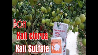 BÓN KALI CHO BƯỞI  KALI COLORUA VÀ KALI SULFATE KHÁC NHAU NHƯ THẾ NÀO [upl. by Kassia]