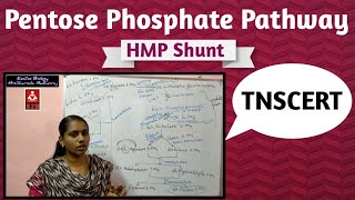 Pentose Phosphate Pathway  Tamil  HMP Shunt  WarburgDikensLipman Pathway  Phophogluconate [upl. by Atiugal]