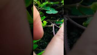 Marsilea seed bouncing when it touch☘️☘️ [upl. by Missie841]