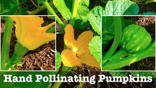 How To Pollinate Pumpkin Flowers [upl. by Chelsy548]