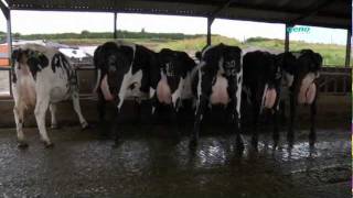 Norwegian Red crossbred dairy cows in the UK [upl. by Nnalorac]