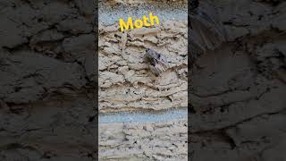 Fun Facts About A Moth moth insect insects [upl. by Anegal406]