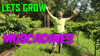 So You Want To Grow Muscadines [upl. by Naot]