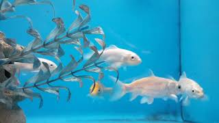 see assorted KOI fish at PetSmart  for a fun YouTube fish entertainment [upl. by Born739]