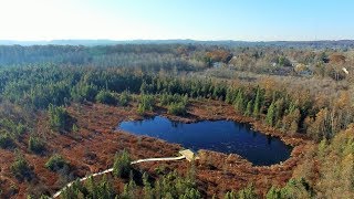 Sifton Bog [upl. by Cormack269]