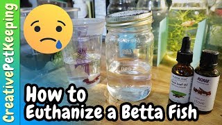 How to Humanely Euthanize a Betta Fish 🐟 Different Methods [upl. by Yatnahs]