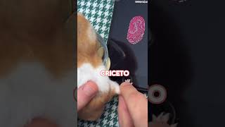 il criceto col suo nuovo Iphone🐹 criceto shorts [upl. by Eiznikam920]