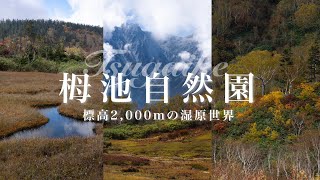 【紅葉】標高2000ｍの高層湿原「栂池自然園」を散策する 秋のハイキング 小谷村 白馬三山・白馬大雪渓の見所 ４K [upl. by Marne]