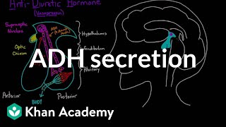 ADH secretion  Renal system physiology  NCLEXRN  Khan Academy [upl. by Killy]