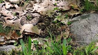 Massasauga Rattlesnake [upl. by Seidnac]