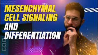 Mesenchymal Cell Signaling and Differentiation [upl. by Mccoy]