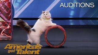 The Savitsky Cats Super Trained Cats Perform Exciting Routine  Americas Got Talent 2018 [upl. by Dalli709]