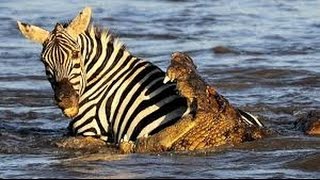 Crocodile Attack And Eat Zebra While Drinking  Animals Video [upl. by Yenffit]