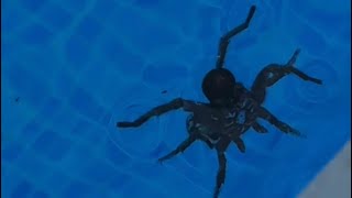 Spiders in the swimming pool in Spain [upl. by Aimehs110]