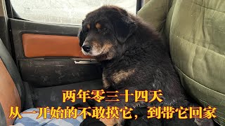 如何把一只野生的流浪藏獒拐回家？我用了两年零34天。 [upl. by Noemad994]