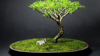 African Style Serissa foetida Bonsai April 2015 [upl. by Jacobina]