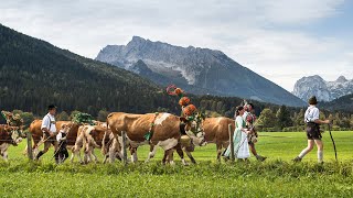 Almabtrieb am Königssee [upl. by Edya]