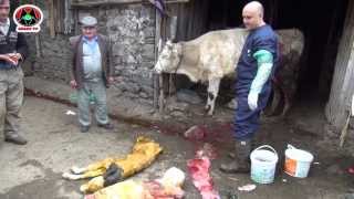 ÖLÜ DOĞAN BUZAĞI ŞAŞIRTTI  DEAD BORN CALF SURPRİSED [upl. by Nage]