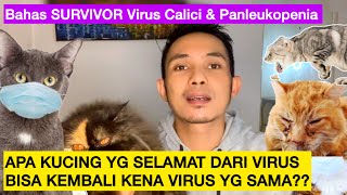 APA KUCING YANG SEMBUH DARI VIRUS BISA KEMBALI KENA VIRUS   Virus Calici amp Virus Panleukopenia [upl. by Farlie]